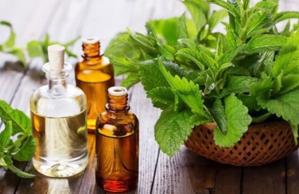 Dùng tinh dầu đuổi muỗi Dùng tinh dầu đuổi muỗi